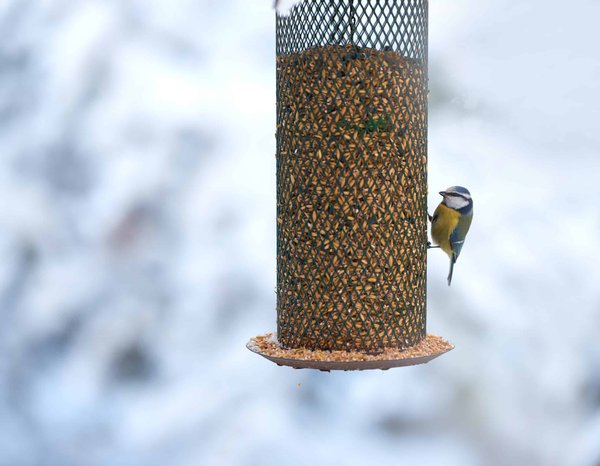Créer un paradis pour les oiseaux : astuces pour un jardin accueillant